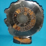 Распил аммонита (1)
