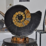 Распил аммонита (2)