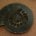 Распил аммонита (4)