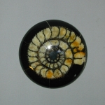 Распил аммонита (5)