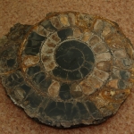 Распил аммонита (7)