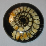 Распил аммонита (8)
