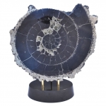 Распил аммонита (9)