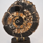 Распил аммонита (11)