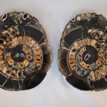 Распил аммонита (12)