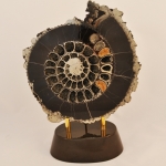 Распил аммонита (13)