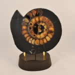 Распил аммонита (14)