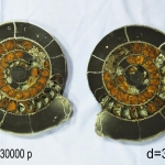 Распил аммонита (15)