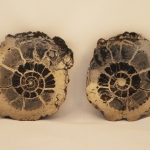 Распил аммонита (16)