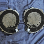 Распил аммонита (18)