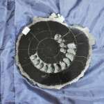 Распил аммонита (19)