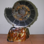 Распил аммонита (22)