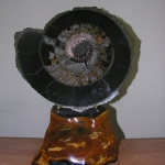 Распил аммонита (23)