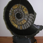 Распил аммонита (24)