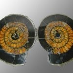 Распил аммонита (25)