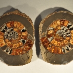 Распил аммонита (26)