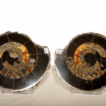 Распил аммонита (27)