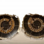 Распил аммонита (28)