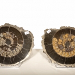 Распил аммонита (29)