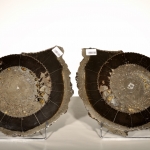 Распил аммонита (30)