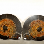 Распил аммонита (31)