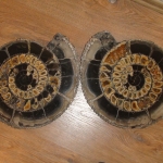 Распил аммонита (32)