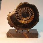 Распил аммонита (34)