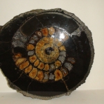 Распил аммонита (36)