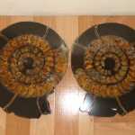 Распил аммонита (37)