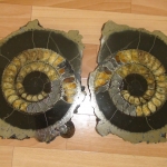 Распил аммонита (38)