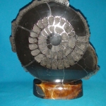 Распил аммонита (40)