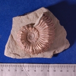 Пластикат15