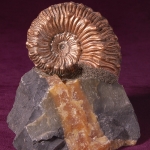 Пластикат20