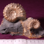 Пластикат21