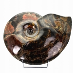 Аммонит Discofalcatus