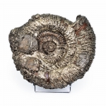Аммонит Speetoniceras