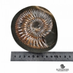 Пепельница из Аммонита 