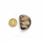 Аммонитовые (Симбирцитовые) Жеоды